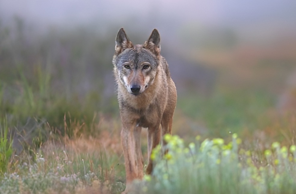 Germany wolf hunting law-Image Via-NABU