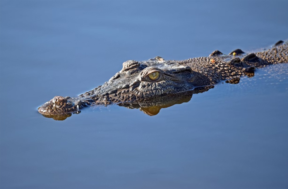 NT Flood crocodile warning-Image Via-Unsplash