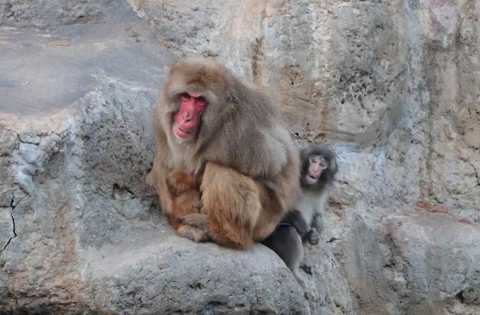 Punch the monkey-Image Via-X-Ichikawa Zoo