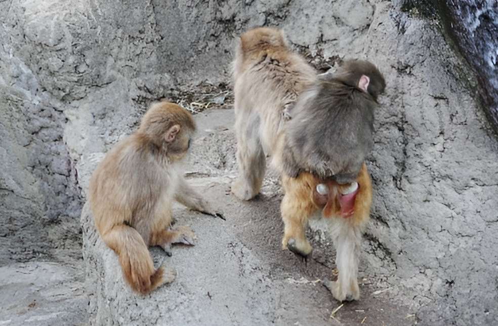 Punch the monkey-Image source-X-Ichikawa Zoo