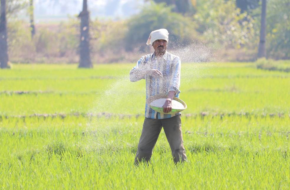 Senior man sowing rice in field
