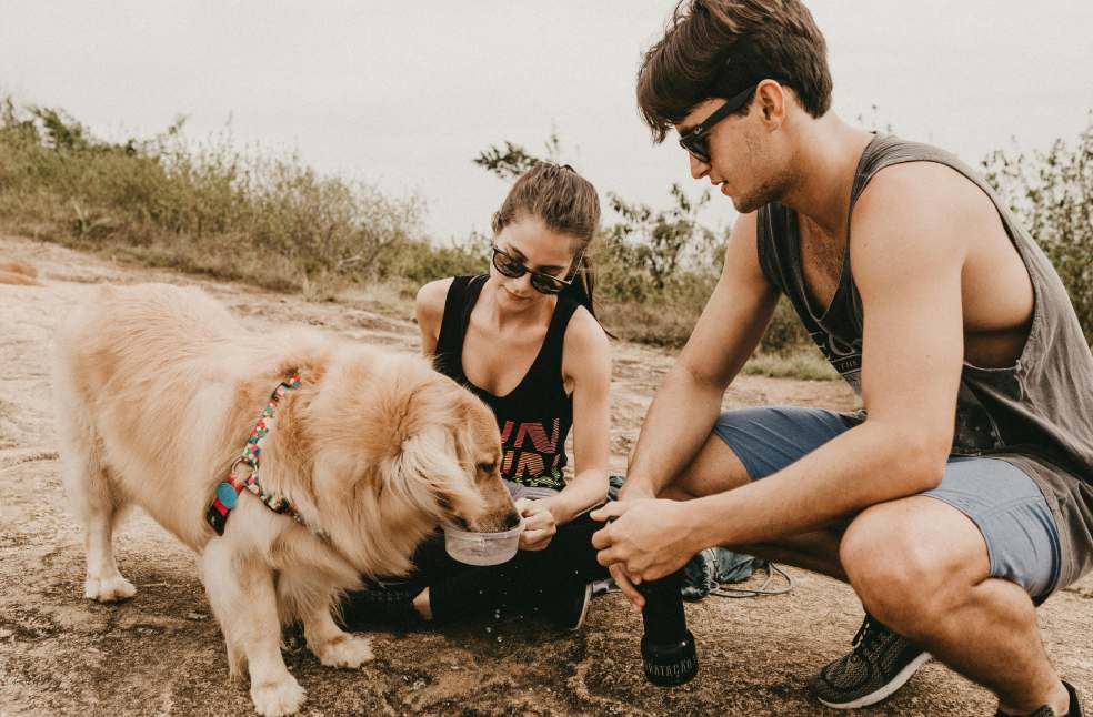 Brazil allows shared pet custody after separation
