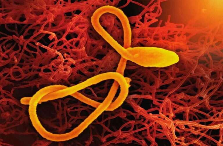 Ebola outbreak declared in eastern DR Congo’s Ituri province Ebola virus outbreak in DR Congo-Image Via-Unsplash
