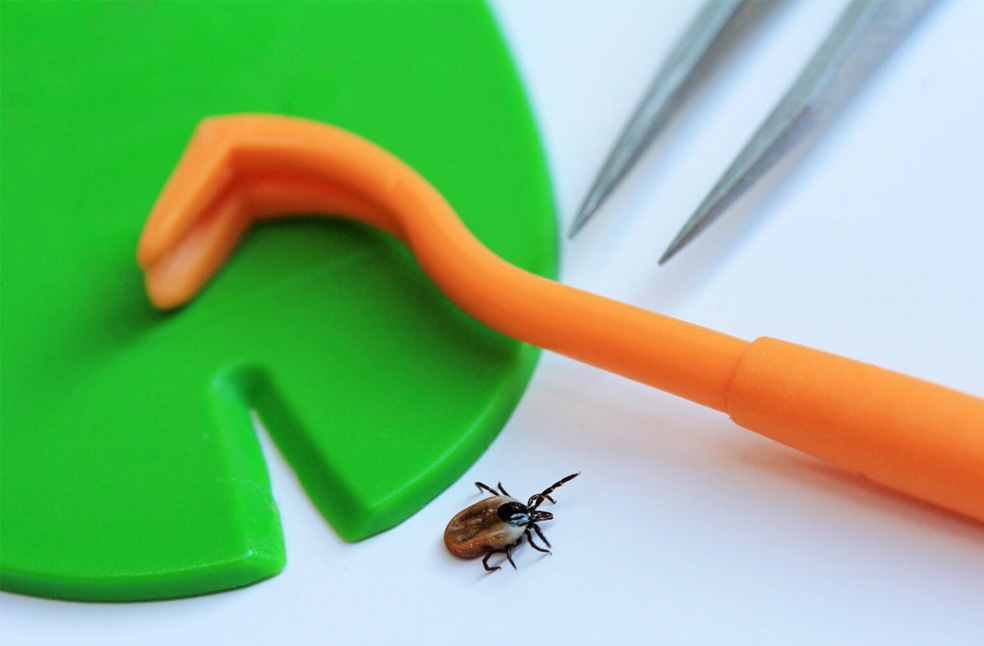 Lyme Disease England-UKHSA