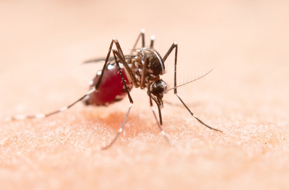A mosquito sitting on skin closeup