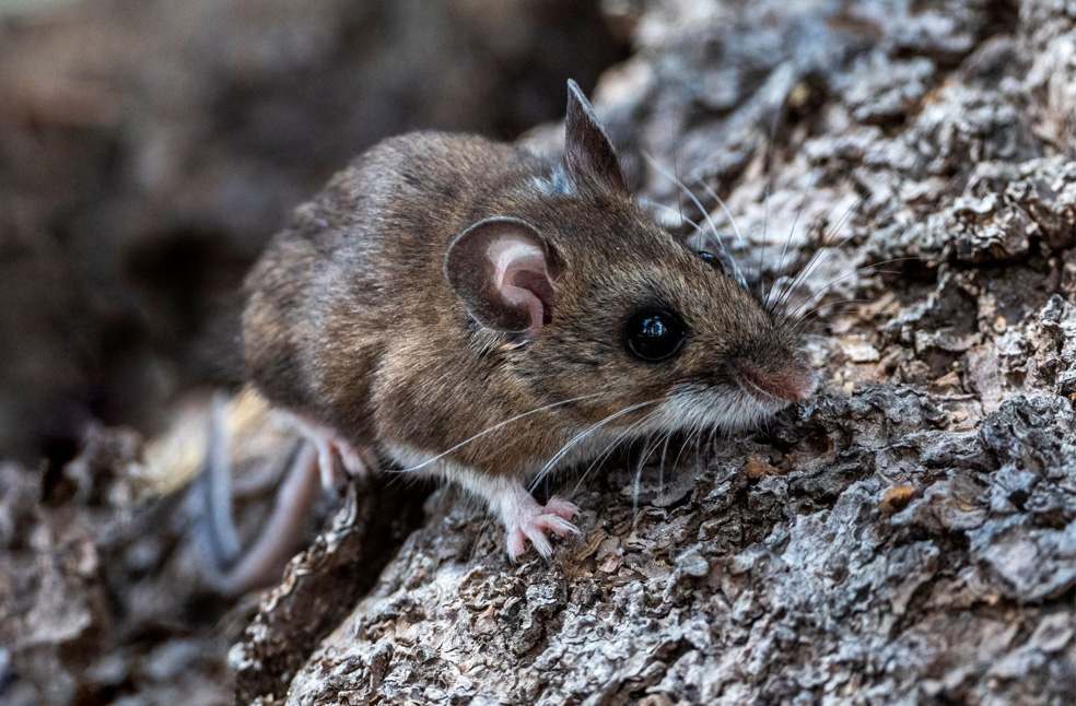cruise ship hantavirus outbreak-Image Via-CDPH
