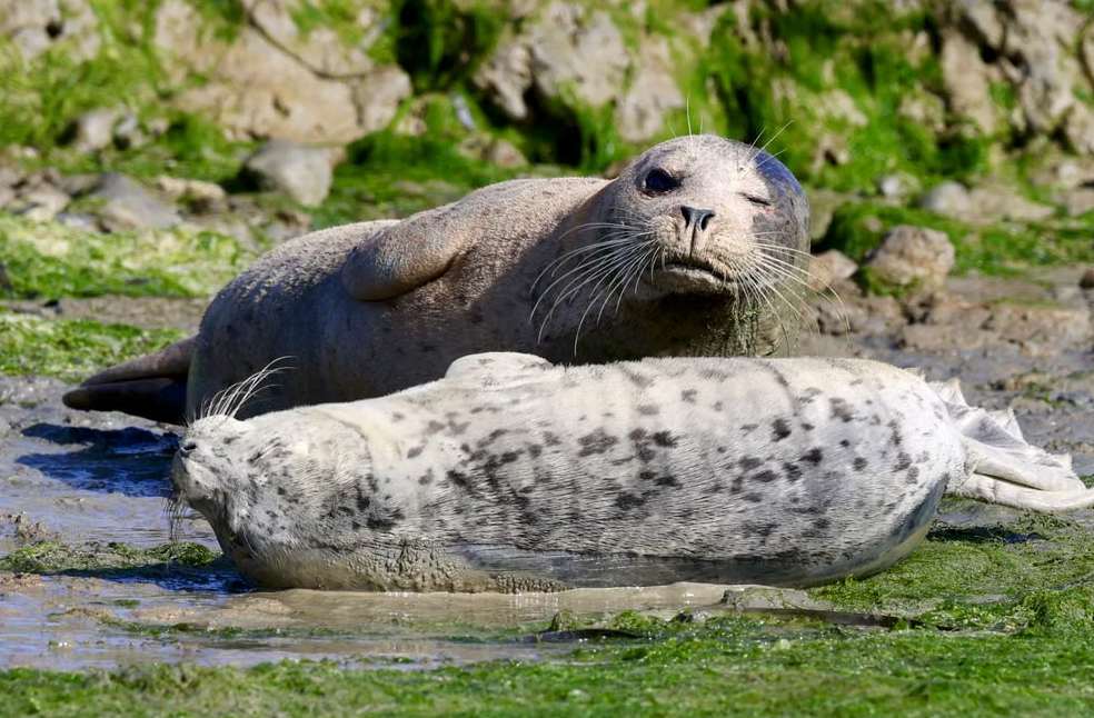 A pair of harbor seals relaxing on a moss-covered shore