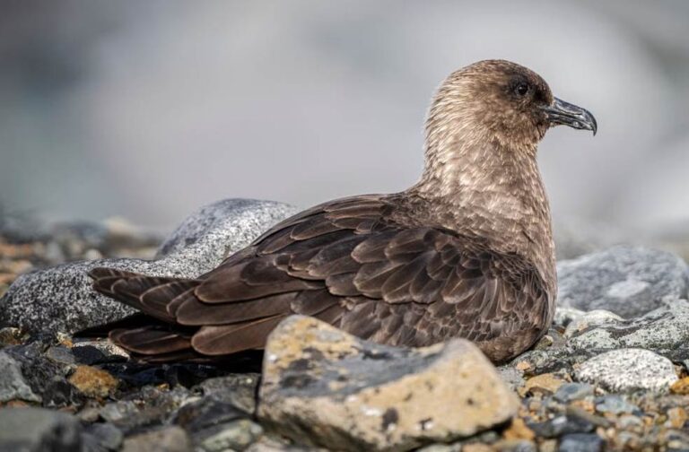 Australia confirms first H5N1 bird flu detection in wild bird Close-up of a brown skua bird
