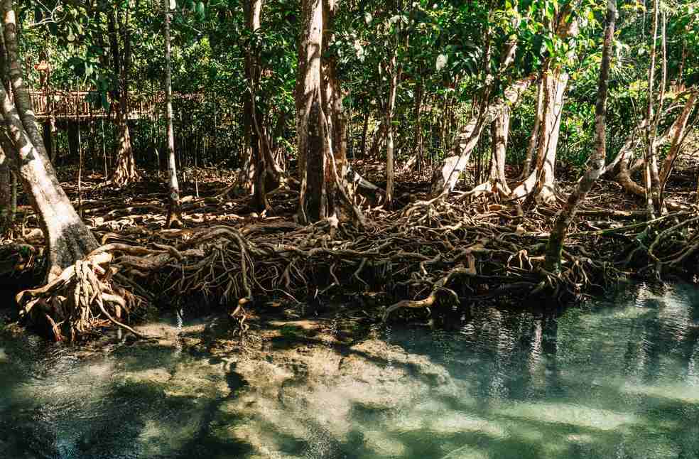 Lush mangrove forest with intricate root systems