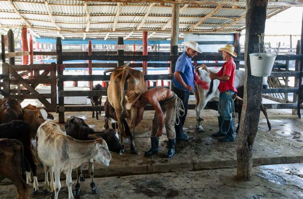 Farmers tending to cattle in a rustic barn setting