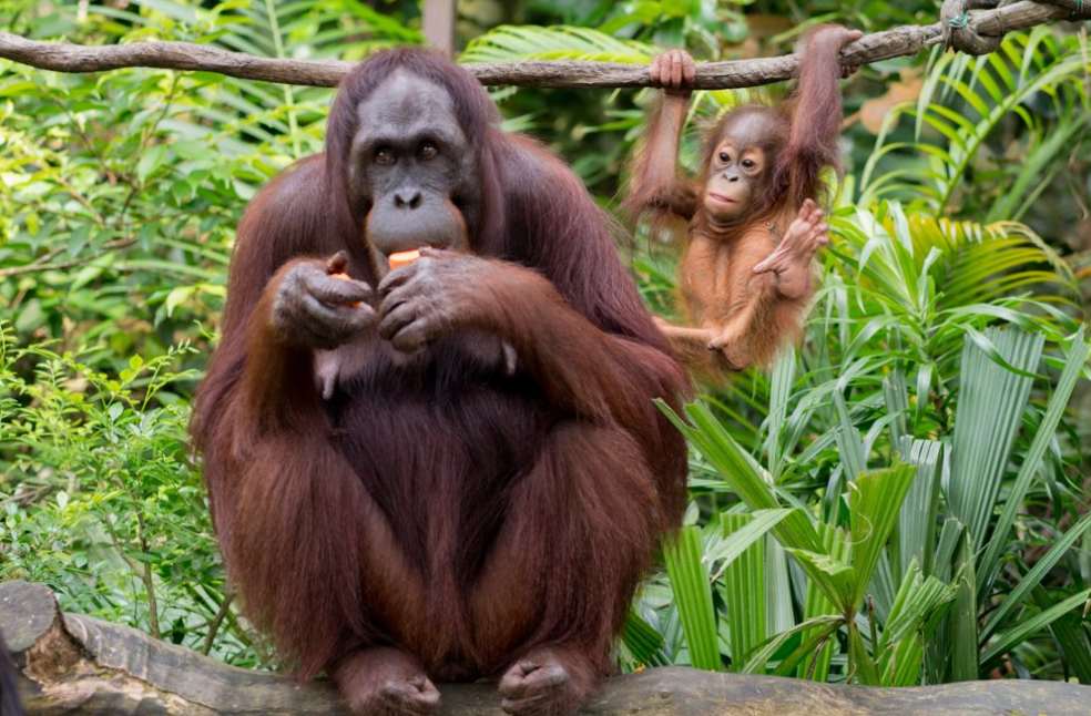 A serene scene of a mother and baby orangutan