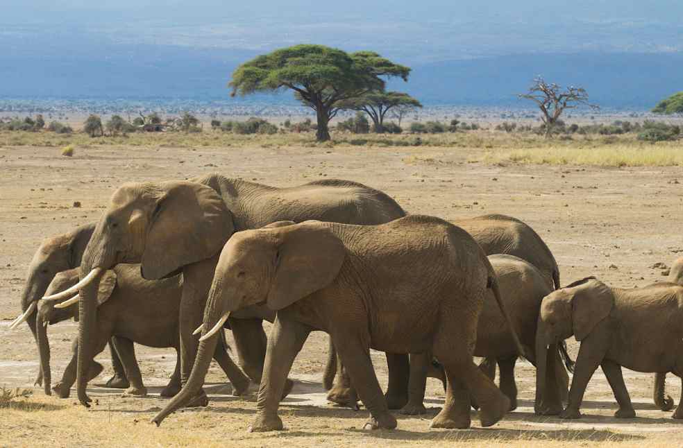 A herd of African elephants