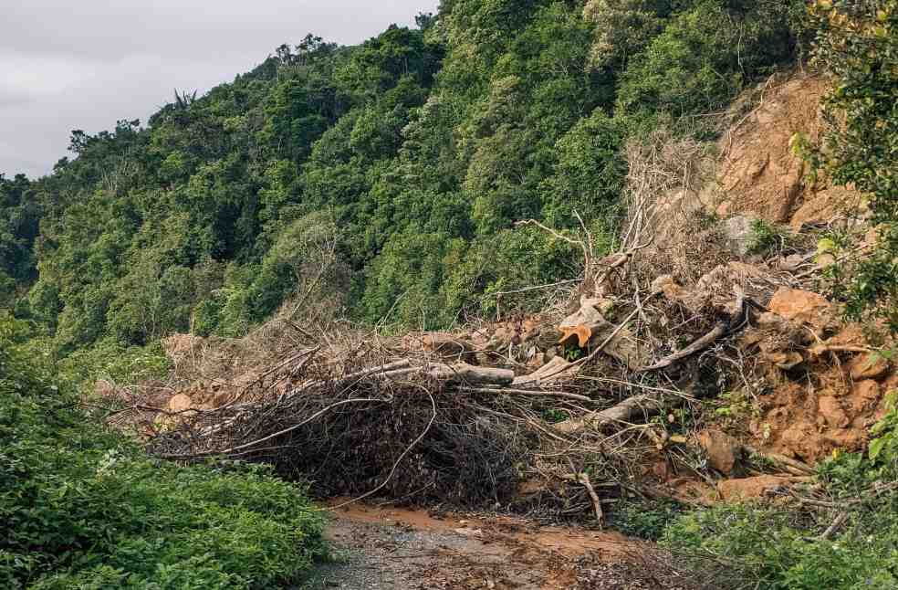 A landslide blocks a forest path