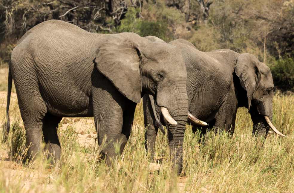 Three African elephants roam freely