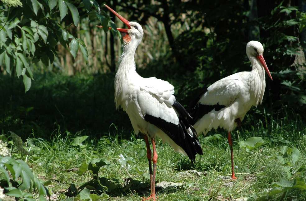 Two white storks standing on green grass under trees