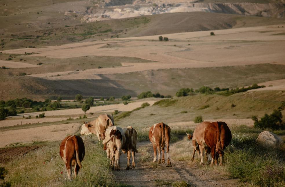 Western Europe Animals