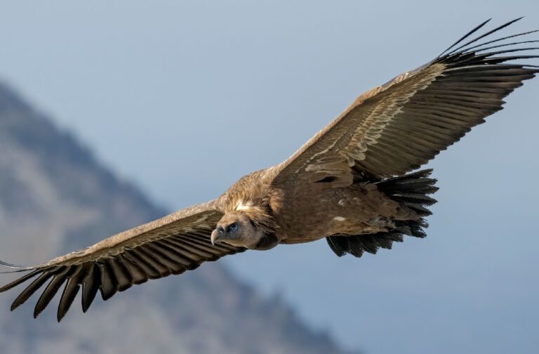 Nigeria renews efforts to secure declining vulture populations African vulture