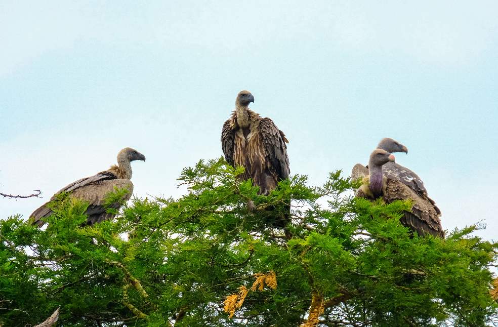 Four vultures perched atop a lush green tree against a bright sky, embodying wildlife harmony