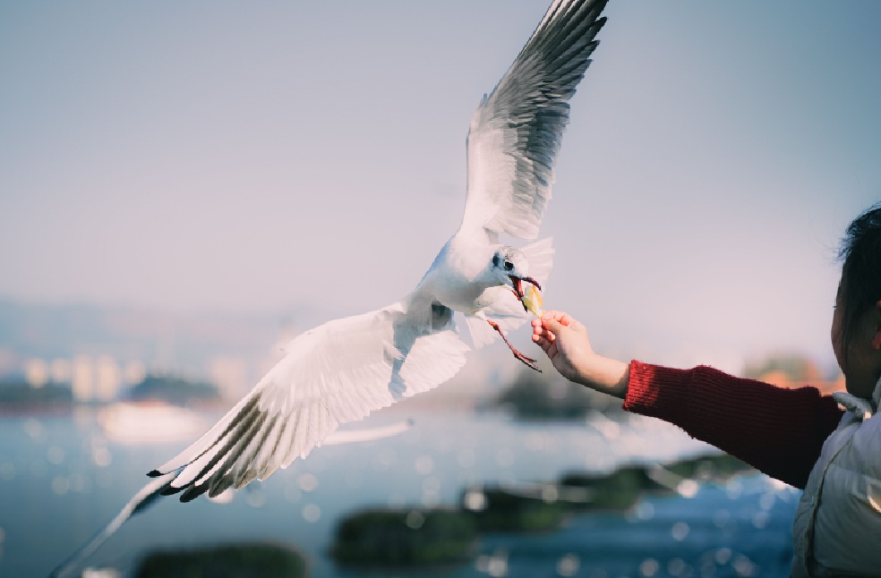A seagull takes food from a young girl's hand on a sunny day by the waterfront
