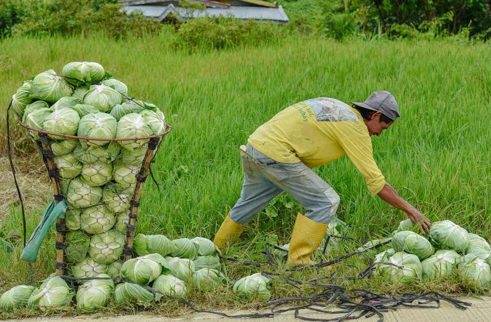 A farmer in a cap bends down to harvest fresh green cabbages in a vibrant field