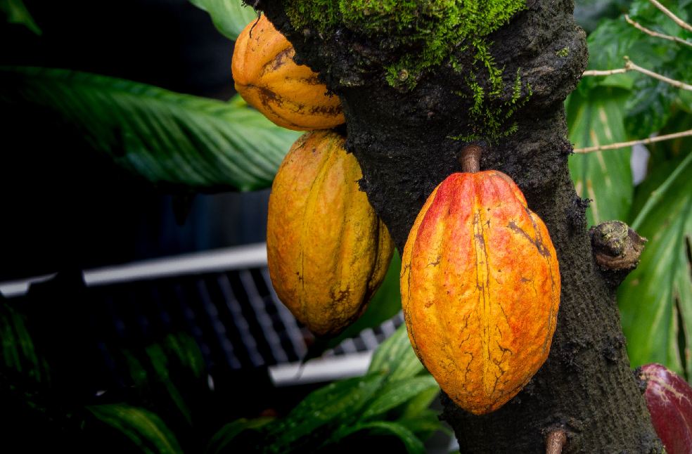 Ripe cacao pods growing on a tree trunk in a vibrant, lush green setting