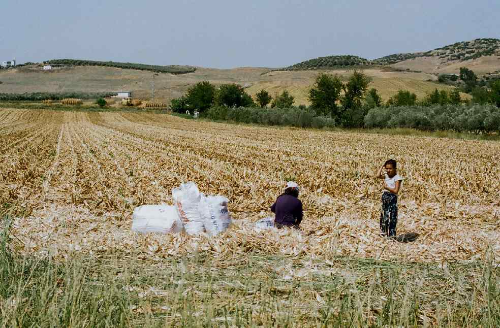Farmers in a rural field harvesting crops under a clear sky