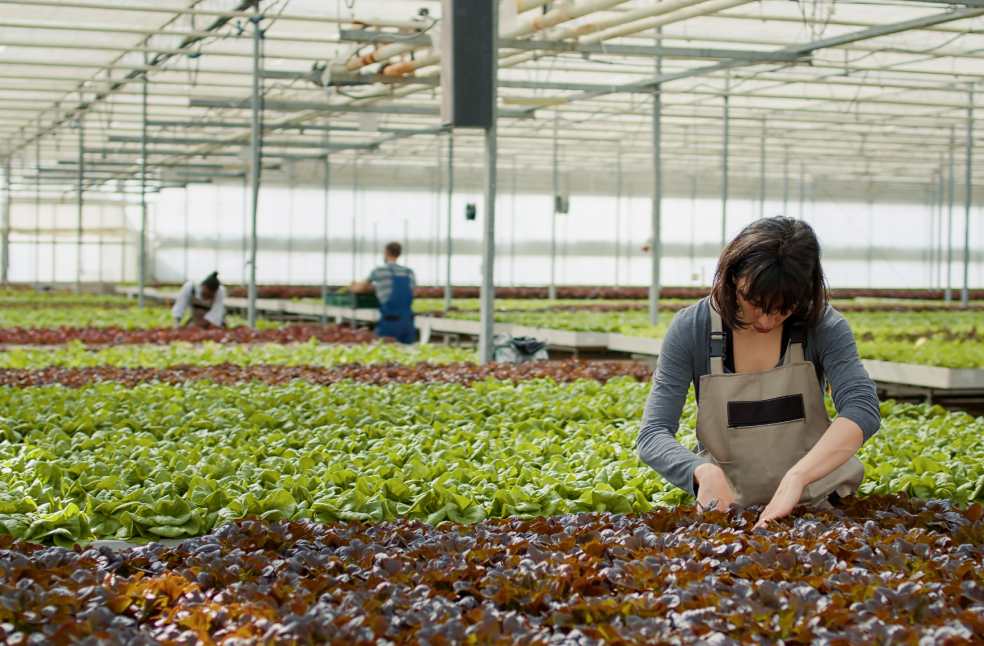 Agricultural worker in hydroponic enviroment doing quality control 