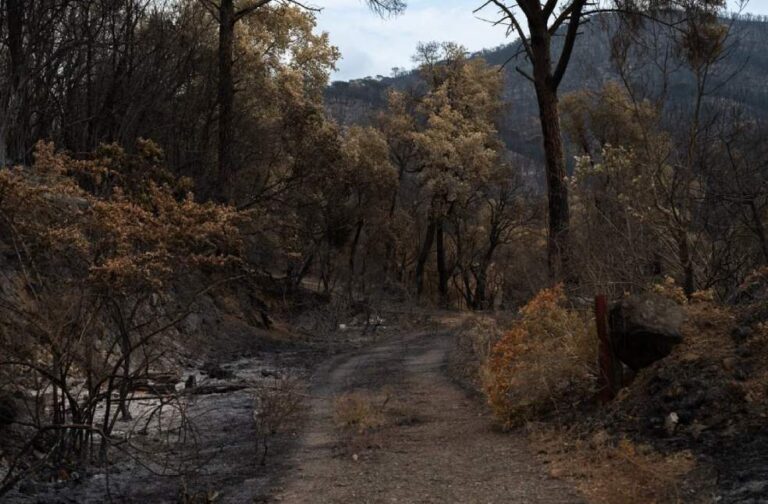 Western Europe sees record heat in June-July as wildfires intensify A path through a forest burned by wildfire, showing charred trees and regrowth