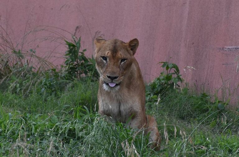 Three lions die at Tokyo zoo as Japan battles extreme heat Lions