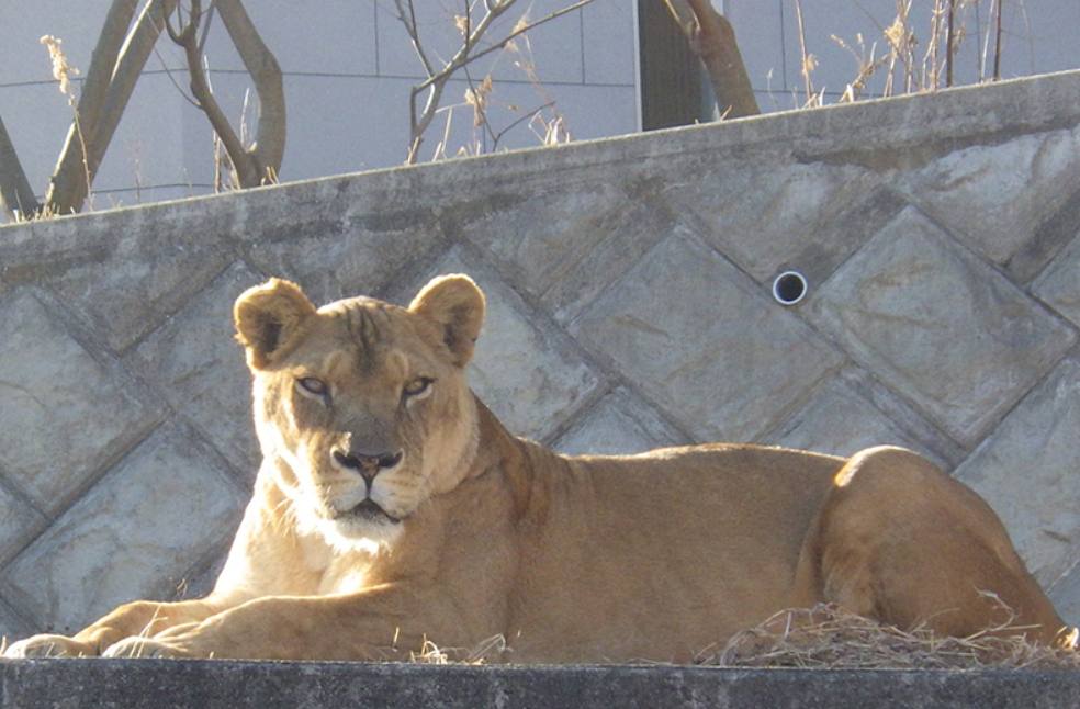 Lions Japan