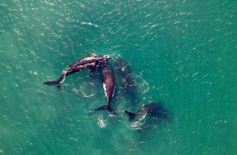 Whale numbers surge in East Greenland as sea ice retreats Drone shot of whales swimming gracefully in the ocean