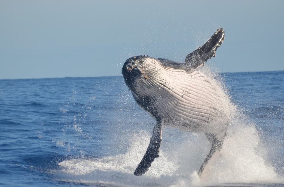 Witness a mesmerizing humpback whale breaching the ocean's surface