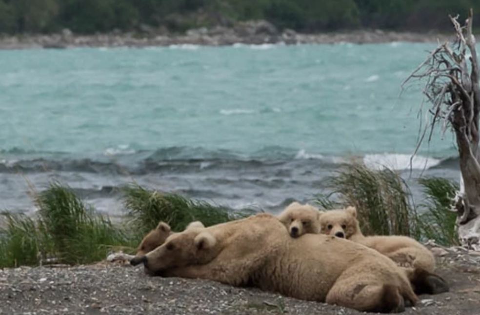 Backpack crowned winner of Alaska’s Fat Bear Week competition