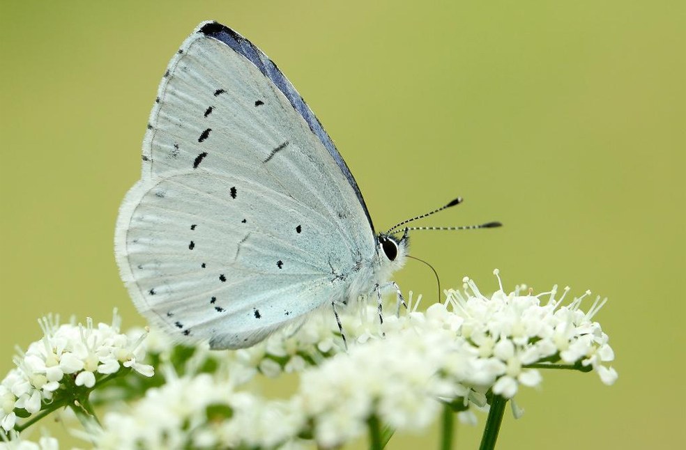 Butterfly season Britain-Image from-Butterfly conservation