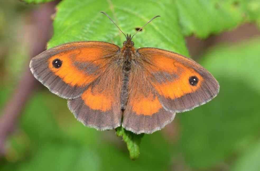 Butterfly season Britain-Image source-Butterfly conservation