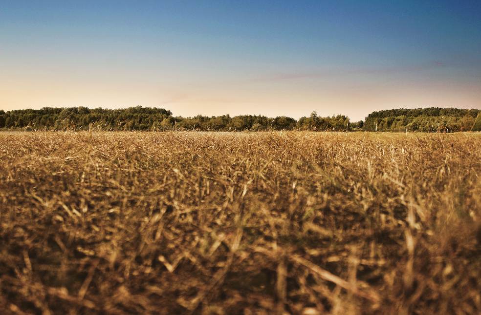 Idyllic autumn scene of a golden wheat field under a clear blue sky, perfect for nature enthusiasts