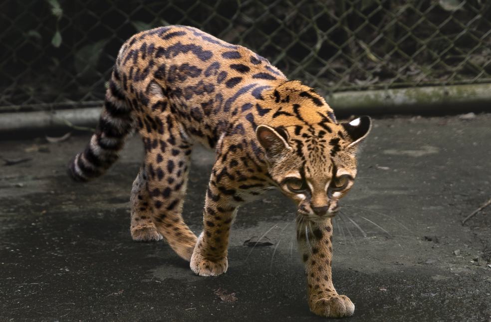 Leopardus tilcayo