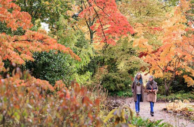UK trees lose autumn colours after record-breaking heat Autumn colours in UK-Image Via-FB-RHS Wisley