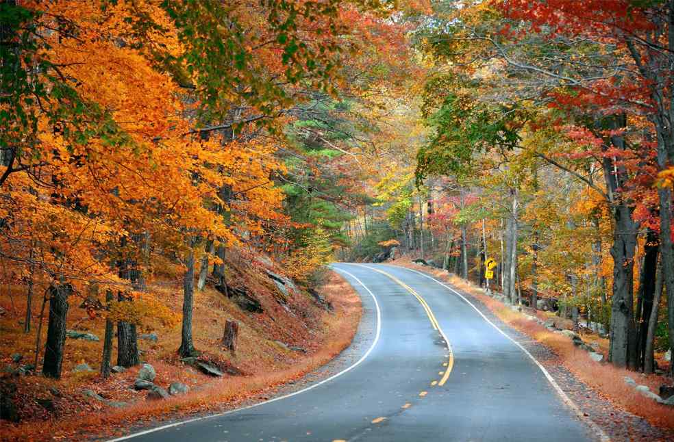 Autumn foliage in forest with road.