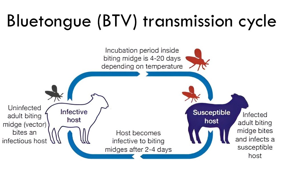 Bluetongue cases in UK-Image Via-DAERA