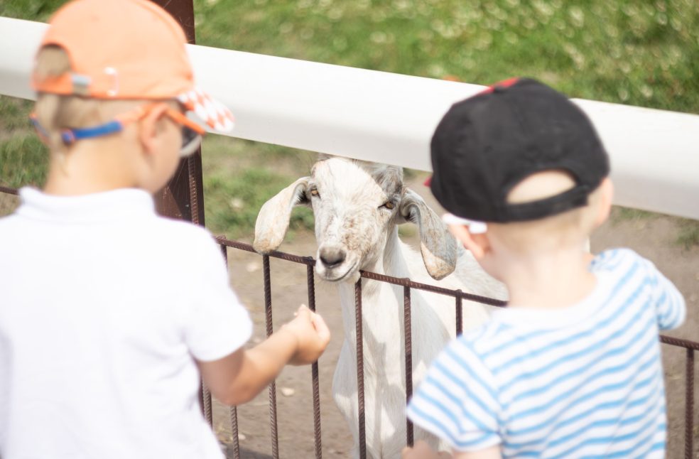 Children feeding animals during Organic farm visits