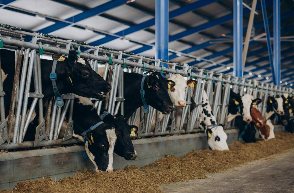 Cows and bulls in a cattle shed